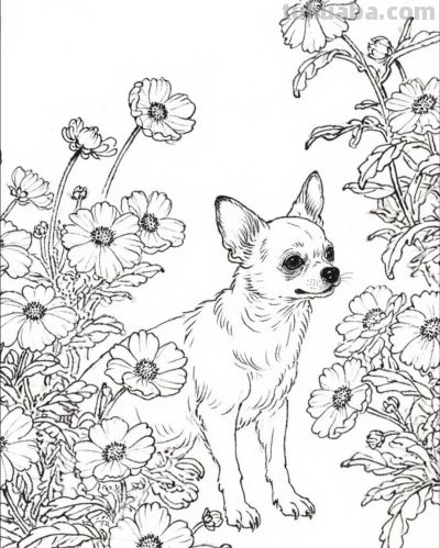 花间小犬 眸中藏着温柔与欢喜丨成竟绘生活花间吉娃娃插画分享 - 图画吧TUHUABA
