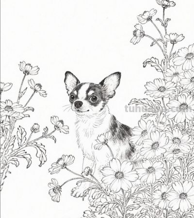 花间小犬 眸中藏着温柔与欢喜丨成竟绘生活花间吉娃娃插画分享 - 图画吧TUHUABA