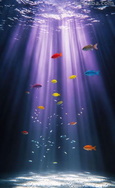 治愈插画//海底 - 图画吧TUHUABA