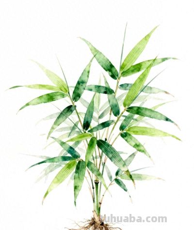水彩画｜竹子 - 今日头条