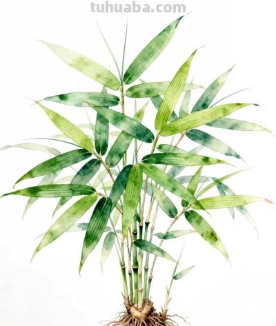 水彩画｜竹子 - 图画吧TUHUABA