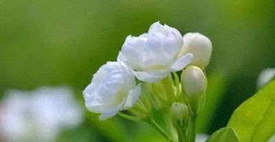 茉莉花语与文化：一朵小花竟藏着这么多秘密，看完惊呆了！ - 今日头条