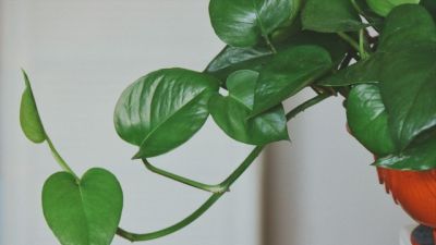 绿萝养护全是技巧,牢记这几招,不烂根不黄叶,盆盆都爆盆! - 今日头条 绿萝养护全是技巧,牢记这几招,不烂根不黄叶,盆盆都爆盆! - 图画吧TUHUABA