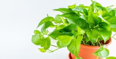 绿萝养护全是技巧,牢记这几招,不烂根不黄叶,盆盆都爆盆! - 今日头条 绿萝养护全是技巧,牢记这几招,不烂根不黄叶,盆盆都爆盆! - 图画吧TUHUABA