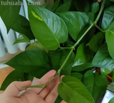 养绿萝,学会这一点,跟着做,一年养出100盆! - 今日头条 养绿萝,学会这一点,跟着做,一年养出100盆! - 图画吧TUHUABA