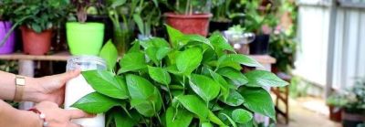绿萝几天浇一次水?看完这个你就不会再浇死了! - 今日头条 绿萝几天浇一次水?看完这个你就不会再浇死了! - 图画吧TUHUABA