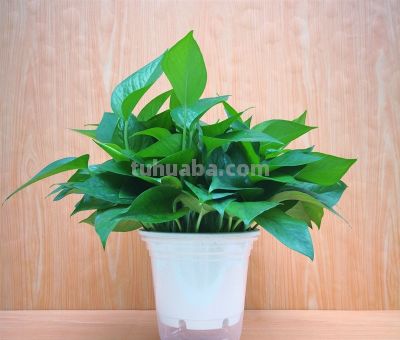 绿萝养护零失败!懒人十天浇一次水,叶片油亮不黄叶 - 今日头条 绿萝养护零失败!懒人十天浇一次水,叶片油亮不黄叶 - 图画吧TUHUABA