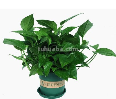 绿萝养护零失败!懒人十天浇一次水,叶片油亮不黄叶 - 今日头条 绿萝养护零失败!懒人十天浇一次水,叶片油亮不黄叶 - 图画吧TUHUABA