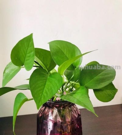 给绿萝“加点料”,打鸡血似的疯长,叶子肥大大,猛窜3米长! - 今日头条 给绿萝“加点料”,打鸡血似的疯长,叶子肥大大,猛窜3米长! - 图画吧TUHUABA