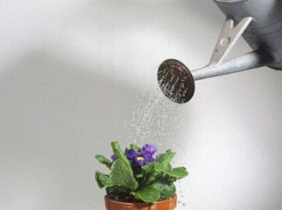 自来水浇花，浇死3年发财树？这3个禁忌，新手几乎全中！ - 今日头条