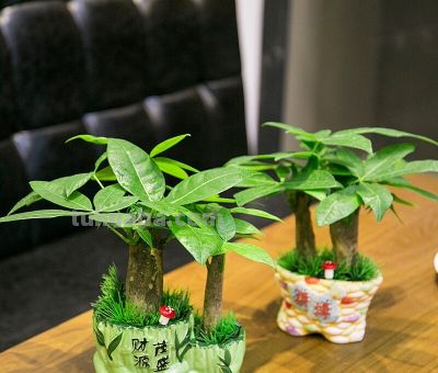 懒人福音!发财树不用勤浇水,这样养,枝繁叶茂聚财气 - 今日头条 懒人福音!发财树不用勤浇水,这样养,枝繁叶茂聚财气 - 图画吧TUHUABA