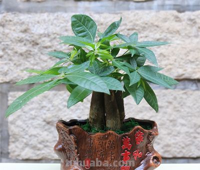 懒人福音!发财树不用勤浇水,这样养,枝繁叶茂聚财气 - 今日头条 懒人福音!发财树不用勤浇水,这样养,枝繁叶茂聚财气 - 图画吧TUHUABA