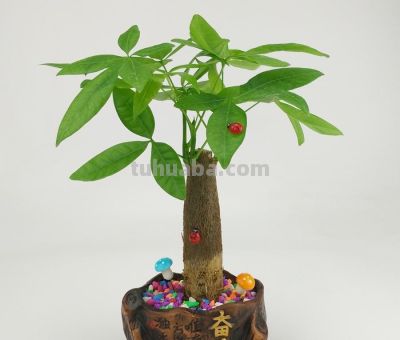 懒人福音!发财树不用勤浇水,这样养,枝繁叶茂聚财气 - 今日头条 懒人福音!发财树不用勤浇水,这样养,枝繁叶茂聚财气 - 图画吧TUHUABA