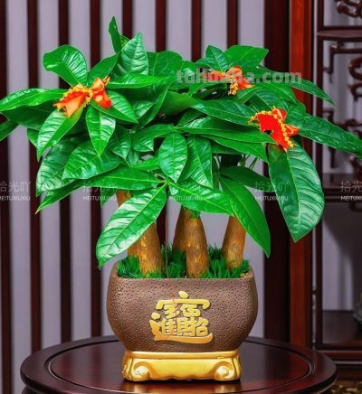 客厅养发财树,老祖宗说:招财旺家 - 今日头条 客厅养发财树,老祖宗说:招财旺家 - 图画吧TUHUABA