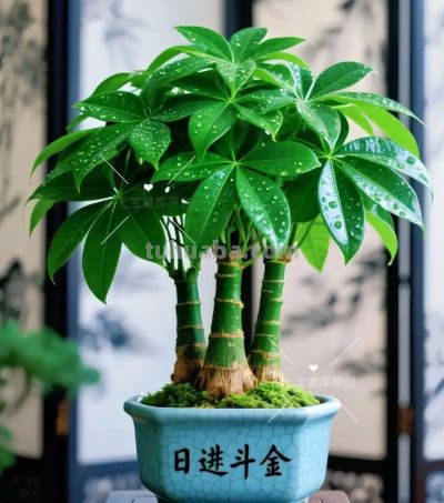 客厅养发财树,老祖宗说:招财旺家 - 今日头条 客厅养发财树,老祖宗说:招财旺家 - 图画吧TUHUABA
