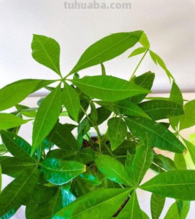 发财树虽美,却藏 3 个 “天生弱点”!90% 花友养死它,都栽在 - 今日头条 发财树虽美,却藏 3 个 “天生弱点”!90% 花友养死它,都栽在 - 图画吧TUHUABA
