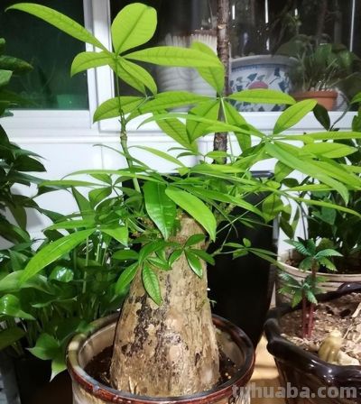 发财树虽美,却藏 3 个 “天生弱点”!90% 花友养死它,都栽在 - 今日头条 发财树虽美,却藏 3 个 “天生弱点”!90% 花友养死它,都栽在 - 图画吧TUHUABA