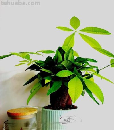 发财树虽美,却藏 3 个 “天生弱点”!90% 花友养死它,都栽在 - 今日头条 发财树虽美,却藏 3 个 “天生弱点”!90% 花友养死它,都栽在 - 图画吧TUHUABA