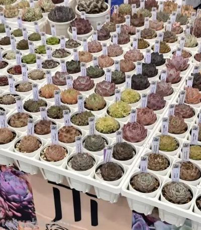 日本多肉展会,每一棵都是精品,小而精致,品质还是很高的 - 今日头条 日本多肉展会,每一棵都是精品,小而精致,品质还是很高的 - 图画吧TUHUABA