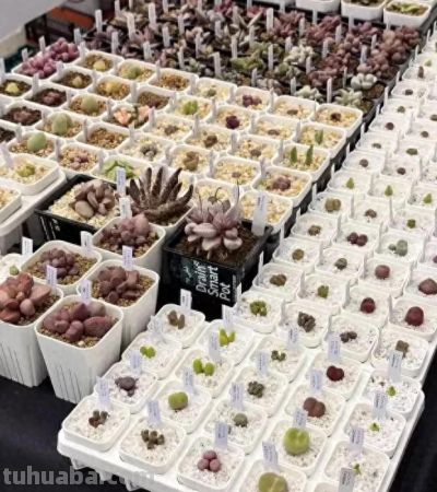 日本多肉展会,每一棵都是精品,小而精致,品质还是很高的 - 今日头条 日本多肉展会,每一棵都是精品,小而精致,品质还是很高的 - 图画吧TUHUABA