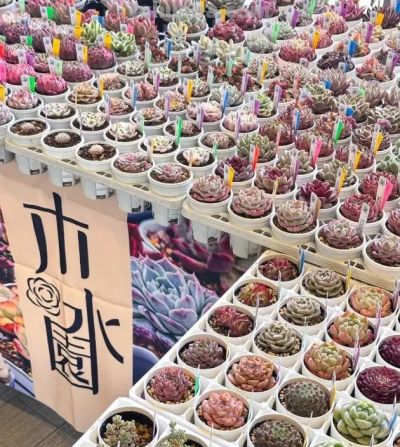 日本多肉展会,每一棵都是精品,小而精致,品质还是很高的 - 今日头条 日本多肉展会,每一棵都是精品,小而精致,品质还是很高的 - 图画吧TUHUABA