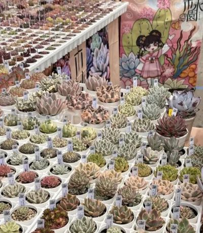 日本多肉展会,每一棵都是精品,小而精致,品质还是很高的 - 今日头条 日本多肉展会,每一棵都是精品,小而精致,品质还是很高的 - 图画吧TUHUABA
