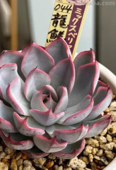 日本多肉展会,每一棵都是精品,小而精致,品质还是很高的 - 今日头条 日本多肉展会,每一棵都是精品,小而精致,品质还是很高的 - 图画吧TUHUABA