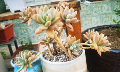 养肉多年,感觉这几款多肉超皮实、超好看 - 今日头条 养肉多年,感觉这几款多肉超皮实、超好看 - 图画吧TUHUABA