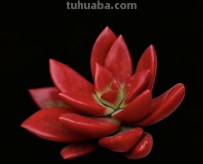 憨态可掬，看着养眼、舒服的多肉植物 - 图画吧TUHUABA