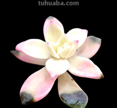 憨态可掬，看着养眼、舒服的多肉植物 - 图画吧TUHUABA