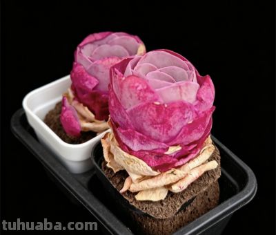 憨态可掬，看着养眼、舒服的多肉植物 - 图画吧TUHUABA
