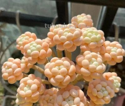 养多肉30年，我总结了5句大实话，新手照做，想养死都难 - 今日头条