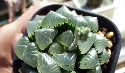 适合家里养的多肉，还是玉露，晶莹剔透，颜值真的很高！ - 今日头条