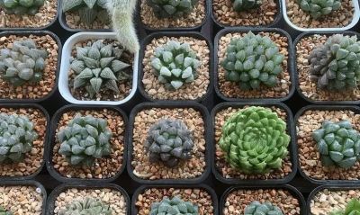 适合家里养的多肉，还是玉露，晶莹剔透，颜值真的很高！ - 图画吧TUHUABA