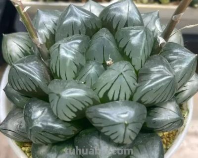 适合家里养的多肉，还是玉露，晶莹剔透，颜值真的很高！ - 图画吧TUHUABA