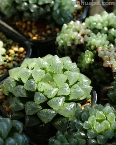 适合家里养的多肉，还是玉露，晶莹剔透，颜值真的很高！ - 图画吧TUHUABA