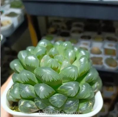 适合家里养的多肉，还是玉露，晶莹剔透，颜值真的很高！ - 图画吧TUHUABA