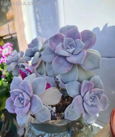 容易养成老桩且颜值在线的多肉,怎么能少了人见人爱的紫乐? - 今日头条 容易养成老桩且颜值在线的多肉,怎么能少了人见人爱的紫乐? - 图画吧TUHUABA
