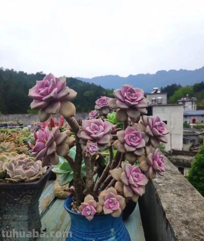 容易养成老桩且颜值在线的多肉,怎么能少了人见人爱的紫乐? - 今日头条 容易养成老桩且颜值在线的多肉,怎么能少了人见人爱的紫乐? - 图画吧TUHUABA