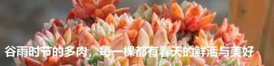 容易养成老桩且颜值在线的多肉,怎么能少了人见人爱的紫乐? - 今日头条 容易养成老桩且颜值在线的多肉,怎么能少了人见人爱的紫乐? - 图画吧TUHUABA
