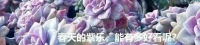 容易养成老桩且颜值在线的多肉,怎么能少了人见人爱的紫乐? - 今日头条 容易养成老桩且颜值在线的多肉,怎么能少了人见人爱的紫乐? - 图画吧TUHUABA