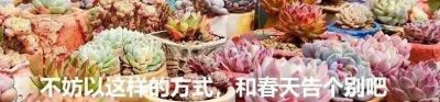 容易养成老桩且颜值在线的多肉,怎么能少了人见人爱的紫乐? - 今日头条 容易养成老桩且颜值在线的多肉,怎么能少了人见人爱的紫乐? - 图画吧TUHUABA