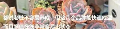 容易养成老桩且颜值在线的多肉,怎么能少了人见人爱的紫乐? - 今日头条 容易养成老桩且颜值在线的多肉,怎么能少了人见人爱的紫乐? - 图画吧TUHUABA