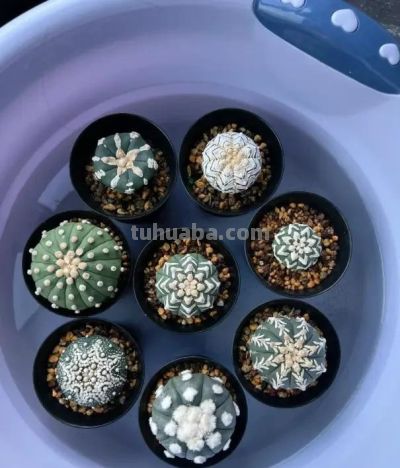 超级漂亮的仙人球,很多人都痴迷,花上一个月工资买球球! - 今日头条 超级漂亮的仙人球,很多人都痴迷,花上一个月工资买球球! - 图画吧TUHUABA