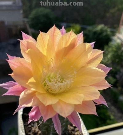 福建小伙把仙人球养到“开花成瀑“火了!诀窍居然是虐? - 今日头条 福建小伙把仙人球养到“开花成瀑“火了!诀窍居然是虐? - 图画吧TUHUABA