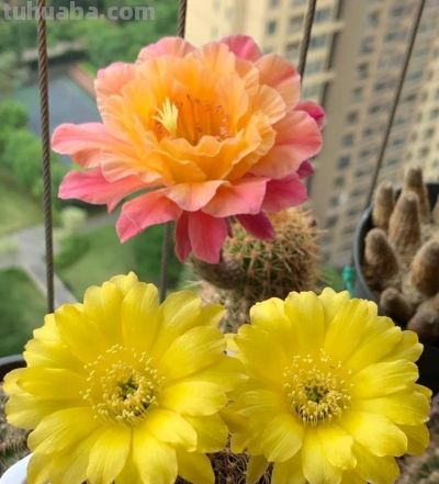 福建小伙把仙人球养到“开花成瀑“火了!诀窍居然是虐? - 今日头条 福建小伙把仙人球养到“开花成瀑“火了!诀窍居然是虐? - 图画吧TUHUABA