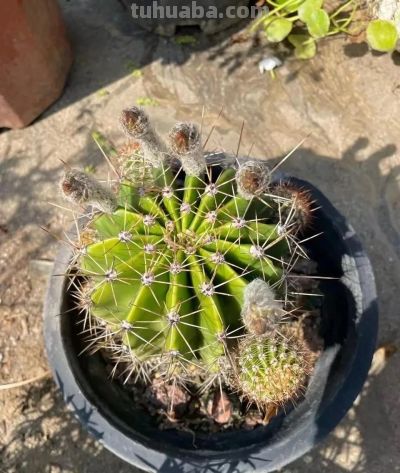 仙人球开花也很惊艳,8朵同时群开,如何养护开花多 - 今日头条 仙人球开花也很惊艳,8朵同时群开,如何养护开花多 - 图画吧TUHUABA