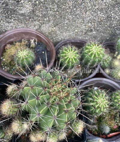 仙人球开花也很惊艳,8朵同时群开,如何养护开花多 - 今日头条 仙人球开花也很惊艳,8朵同时群开,如何养护开花多 - 图画吧TUHUABA