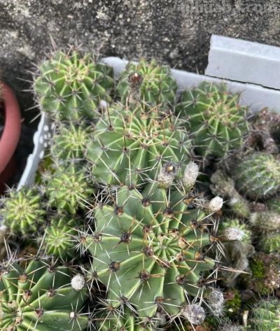 仙人球开花也很惊艳,8朵同时群开,如何养护开花多 - 今日头条 仙人球开花也很惊艳,8朵同时群开,如何养护开花多 - 图画吧TUHUABA