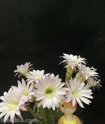 仙人球开花也很惊艳,8朵同时群开,如何养护开花多 - 今日头条 仙人球开花也很惊艳,8朵同时群开,如何养护开花多 - 图画吧TUHUABA